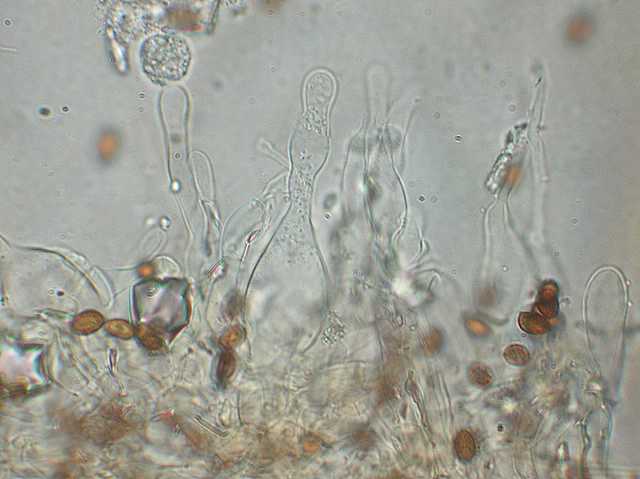 Galerina spec. Cod.DSCN 9149